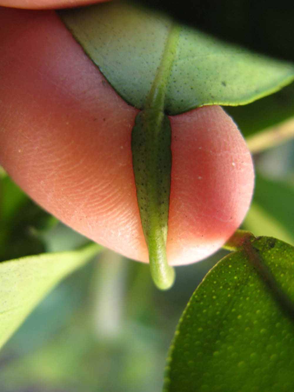              Petiole (Winter Haven, FL)       